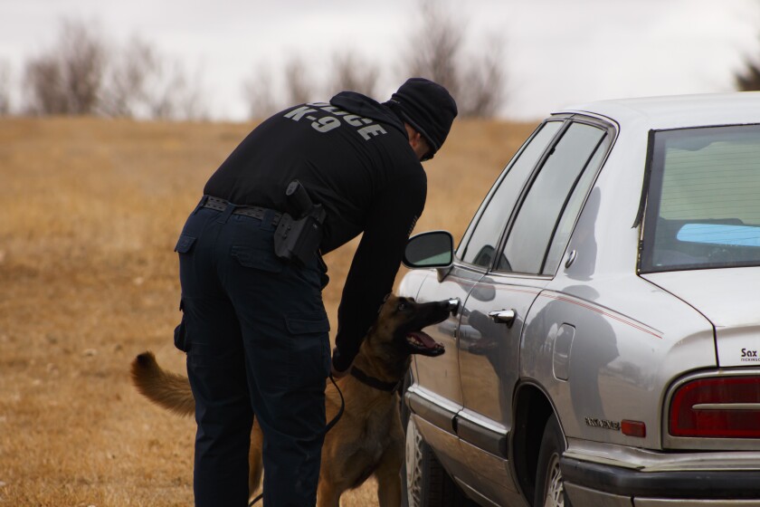 K9_4.jpg