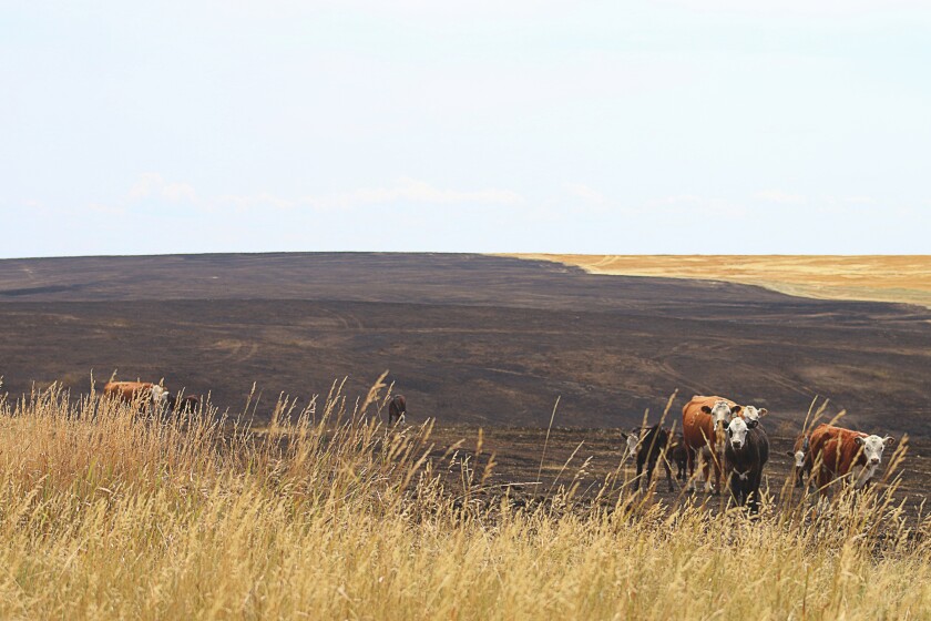 Cows attempt to graze in pastureland Tuesday afternoon north of Lyman. More than 200 acres of the land was burned in a Monday afternoon fire. (Caitlynn Peetz/Republic)