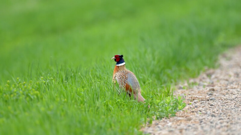 North Dakota Opens Statewide Youth Pheasant Season
