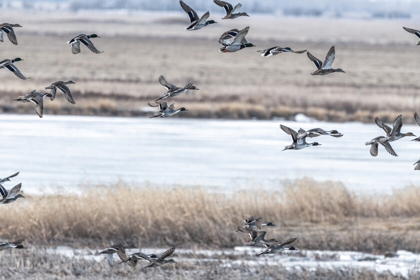 birding photos seth owens