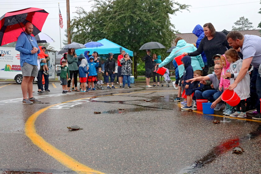 Chicago Steel Turtle Races Guest judge Joe Haeg calls Nisswa Turtle races - Brainerd Dispatch ...