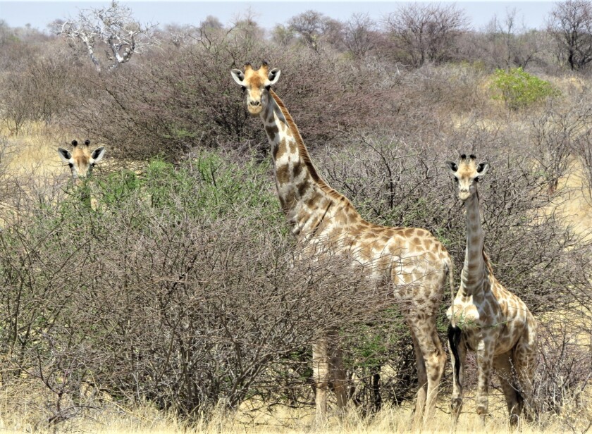 giraffes in Africa