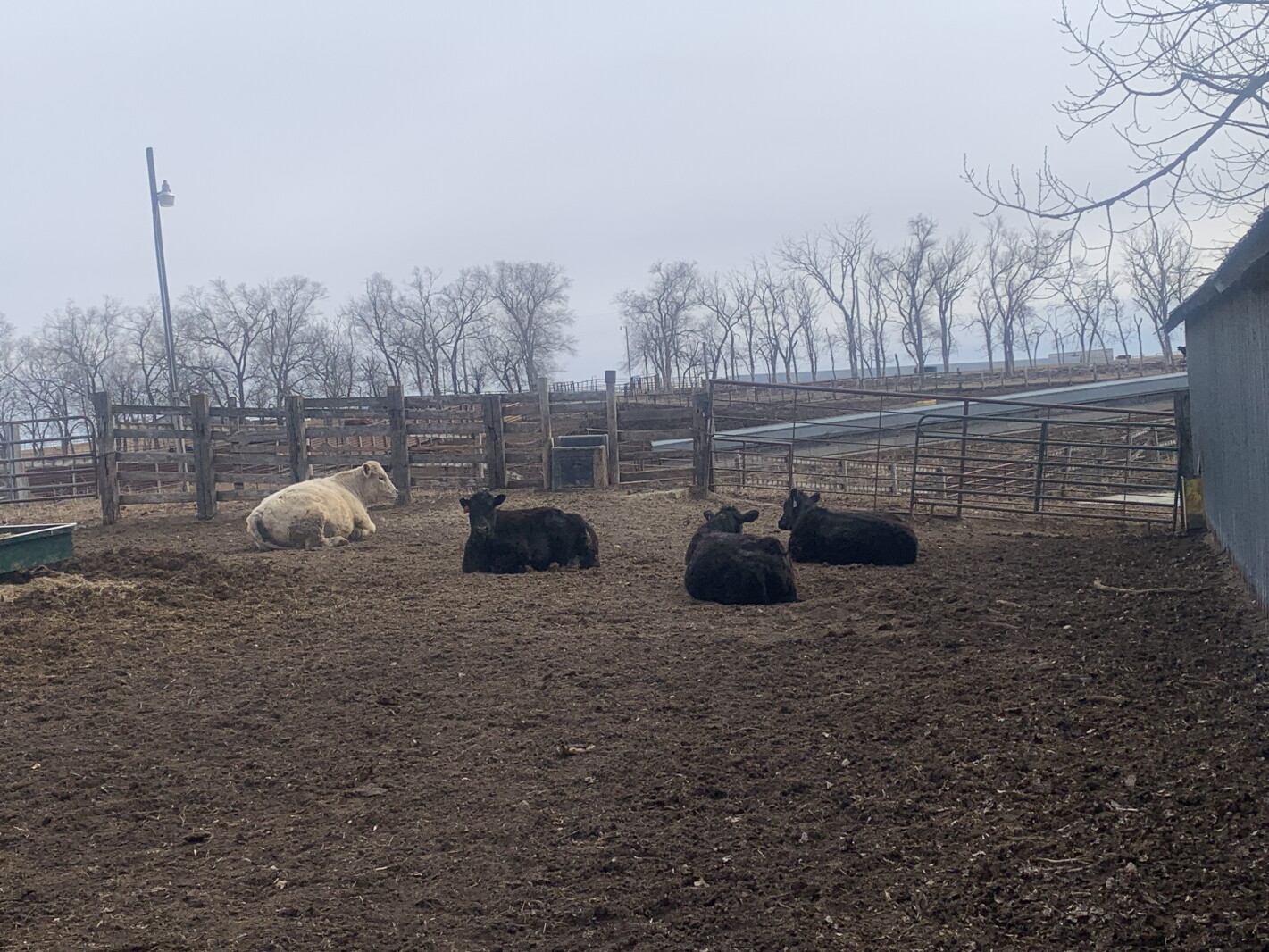 A close-up lesson in the importance of docility - Agweek | #1 source ...