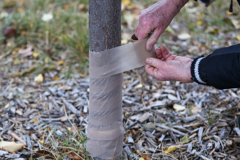 Wrapping Tree Roots How to protect trees, shrubs and perennials for winter - InForum ...