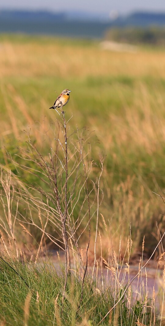 070321.NO.DG.TOUCHTHESKY Dickcissel S12.jpg