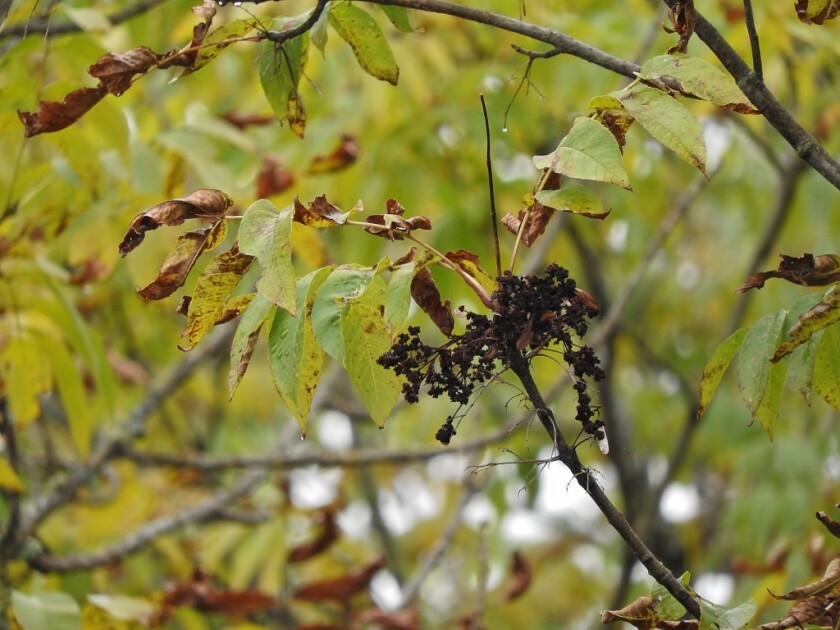 091820.O.ST.StoneColumn_2.jpg