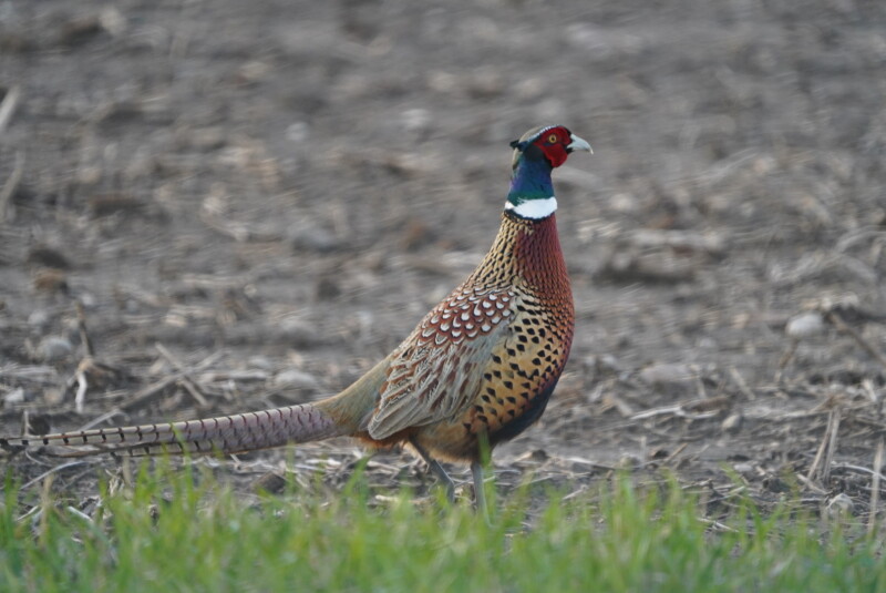 Minnesota DNR Forecasts Promising Pheasant Season Based on Population Growth