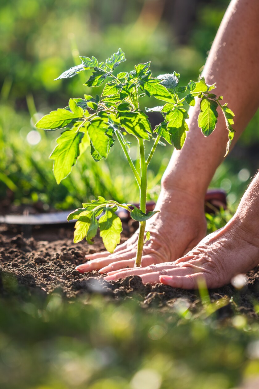 Female hand planting tomato plant in vegetable garden