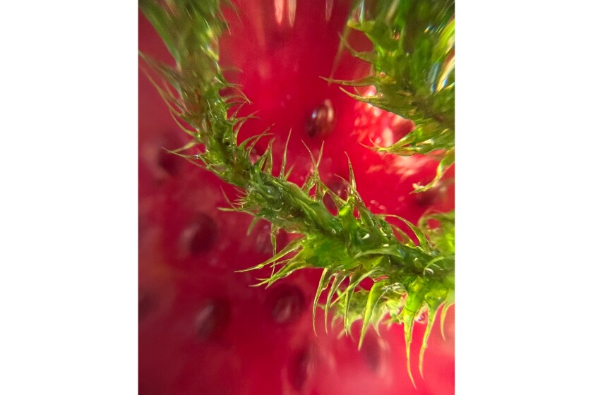 Autumn Lentz.Moss.web.jpg