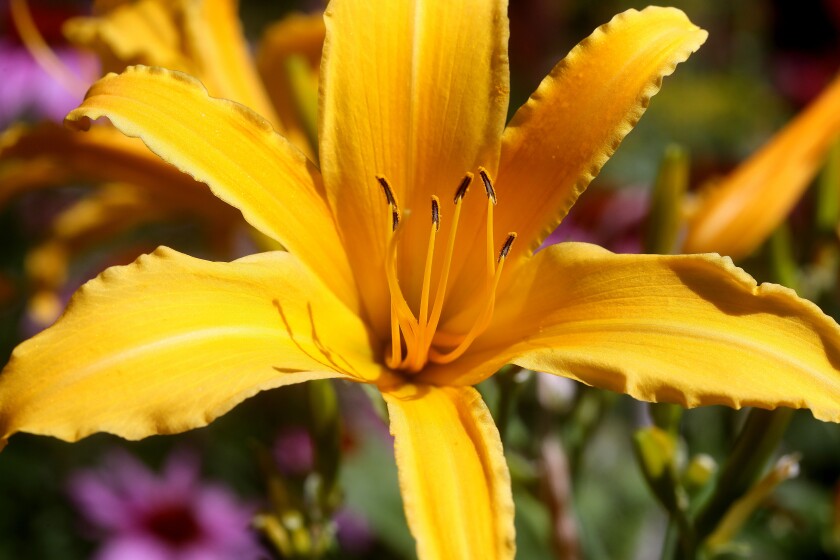 A daylily adds yellow flare to Greg and Judy Bonovetz's garden. Bob King / rking@duluthnews.com