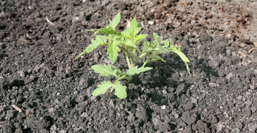 Deep planting allows tomatoes to root along the buried stem and prevents wind whipping.Dave Wallis / The Forum