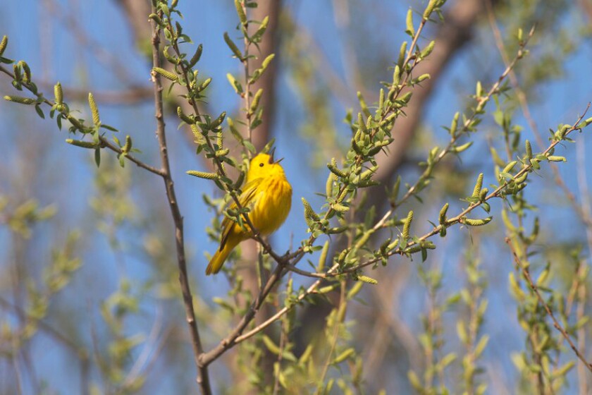 Male yellow warbler sings from small tree