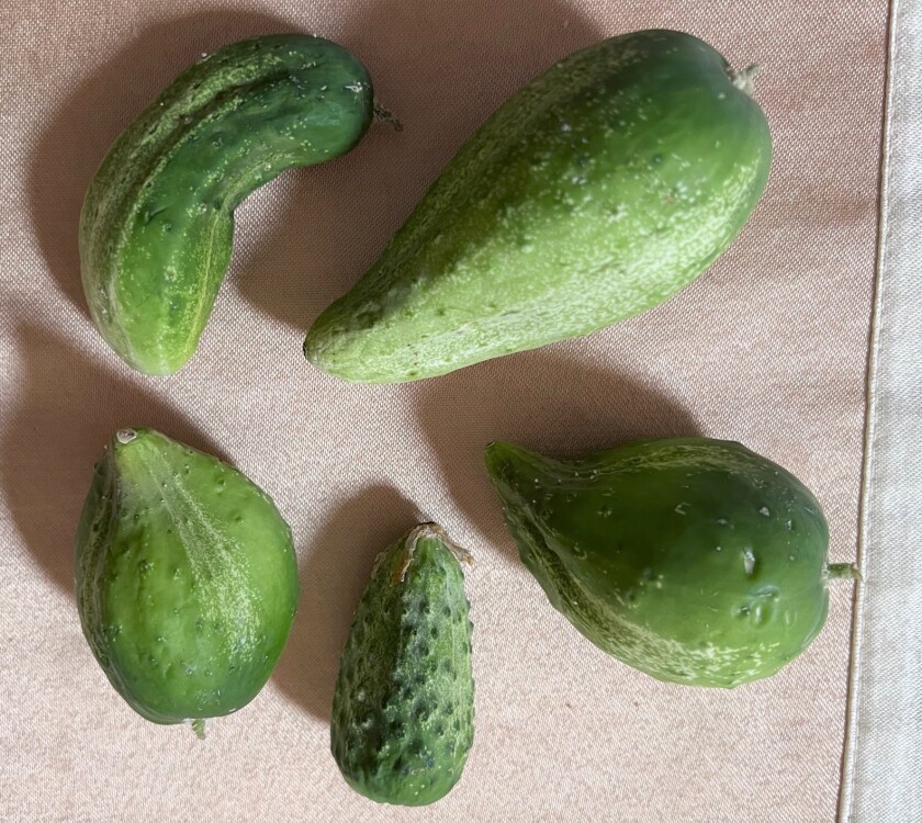 Photo of cucumbers that have developed odd and uneven shapes because they were not fully pollinated.