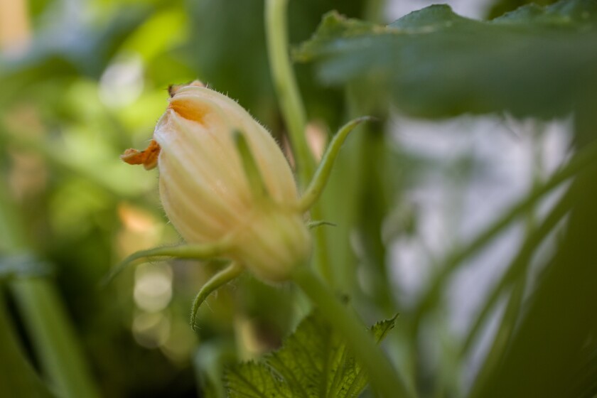 Edible Flowers