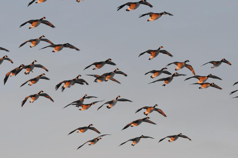 North Dakota Outreach Biologist Highlights Federal Duck Stamp Benefits