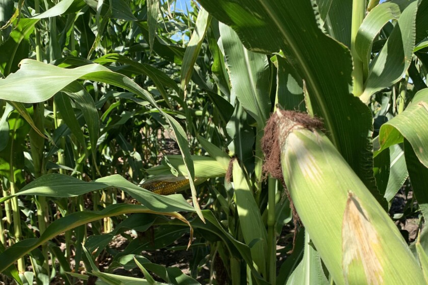 NDSU Extension to offer 'Corn Getting It Right' virtual meeting ...
