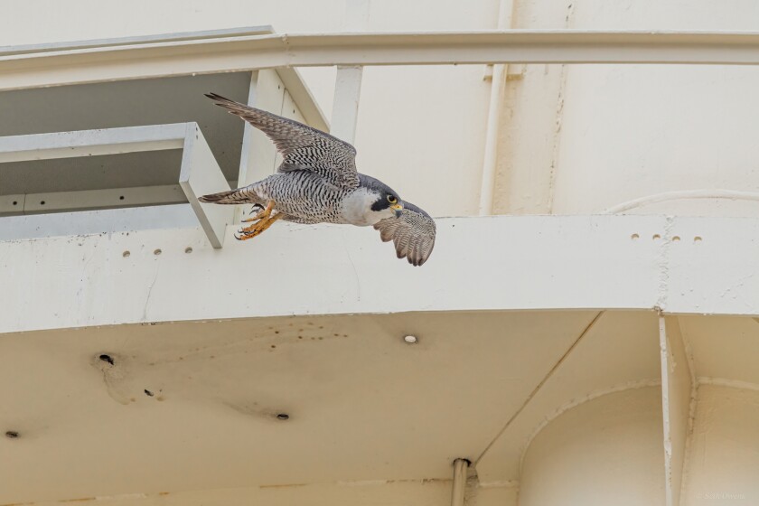 birding photos seth owens