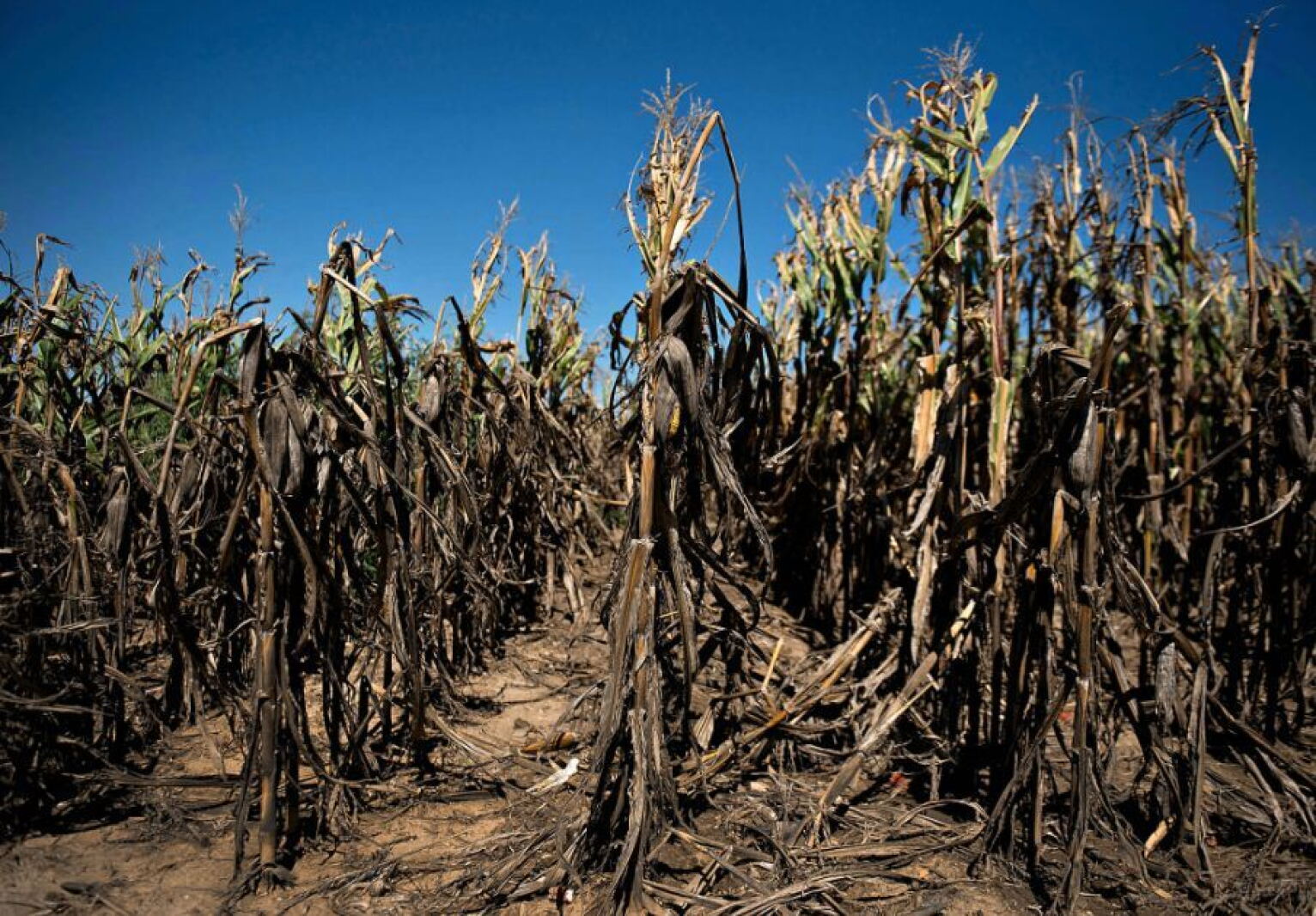 Climate Change Corn Corn belt shifts north with climate change - Mitchell Republic | News ...