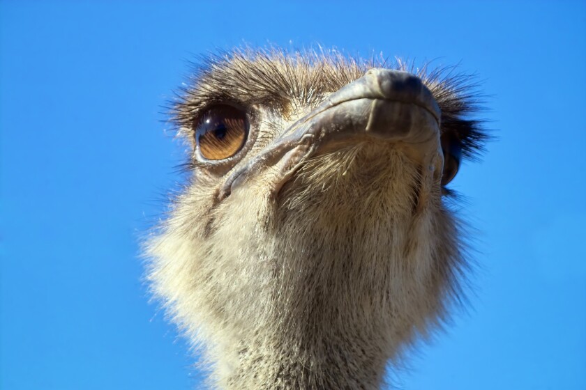 Close up on an emu's face.