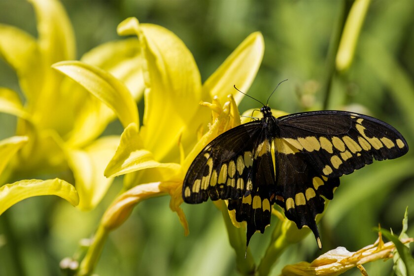 Daylilies with a butterfly on the flower