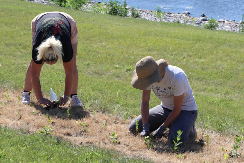 Two women plant greenery in a patch of dead grass.