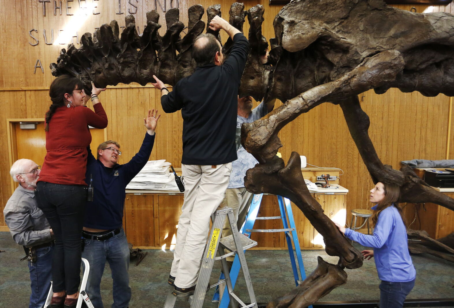 T Rex Building Post Photos: T. rex build at Quarry Hill Nature Center - Post Bulletin ...