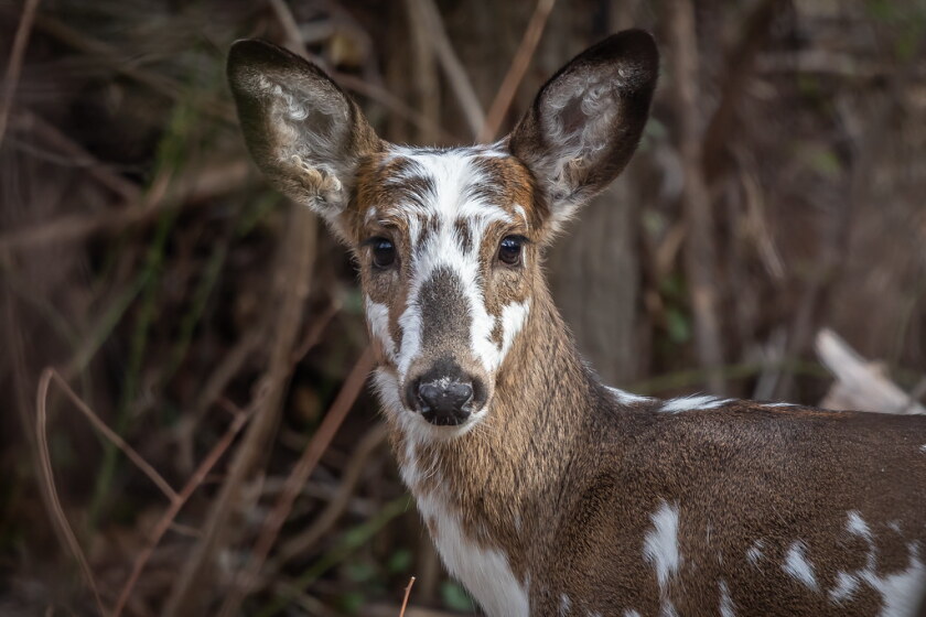 BLANE KLEMEK OUTDOORS: Spotting piebald wildlife is a rare, interesting occurrence - The Bemidji Pioneer is your #1 source for news, weather, and sports around Bemidji and throughout Minnesota.
