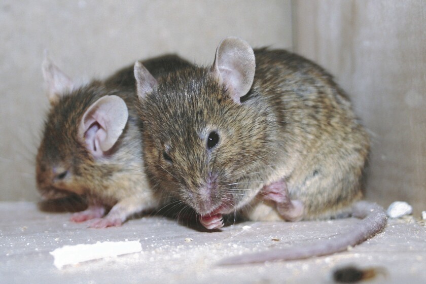 Rare infection from rodent virus sickens North Dakota child - InForum ...