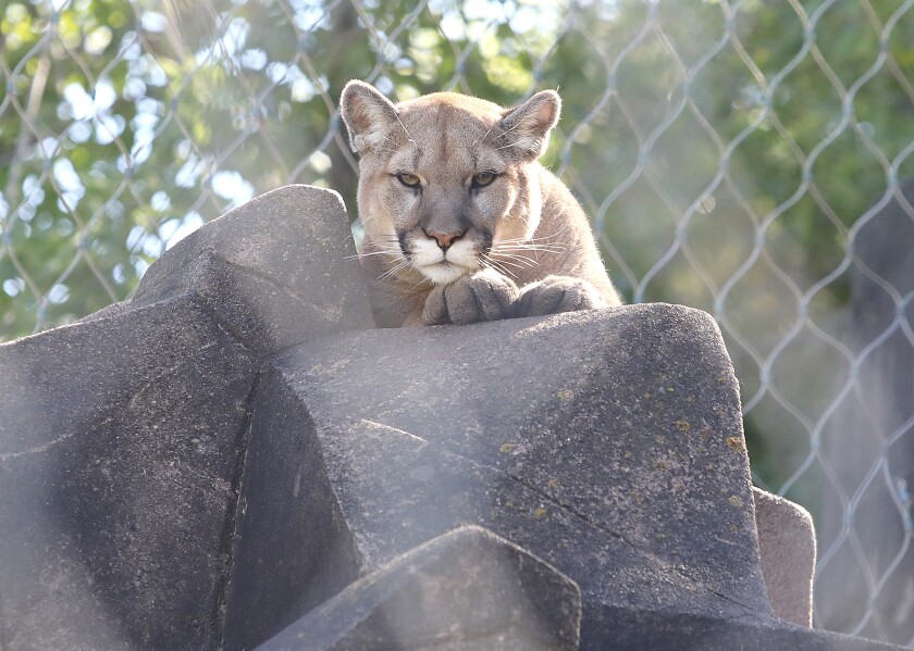 092521.n.dnt.Zoo3.jpg