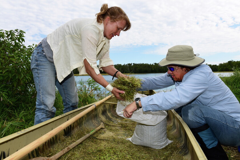Wild Riceing Harvesting wild rice on the Mississippi River - Brainerd Dispatch ...