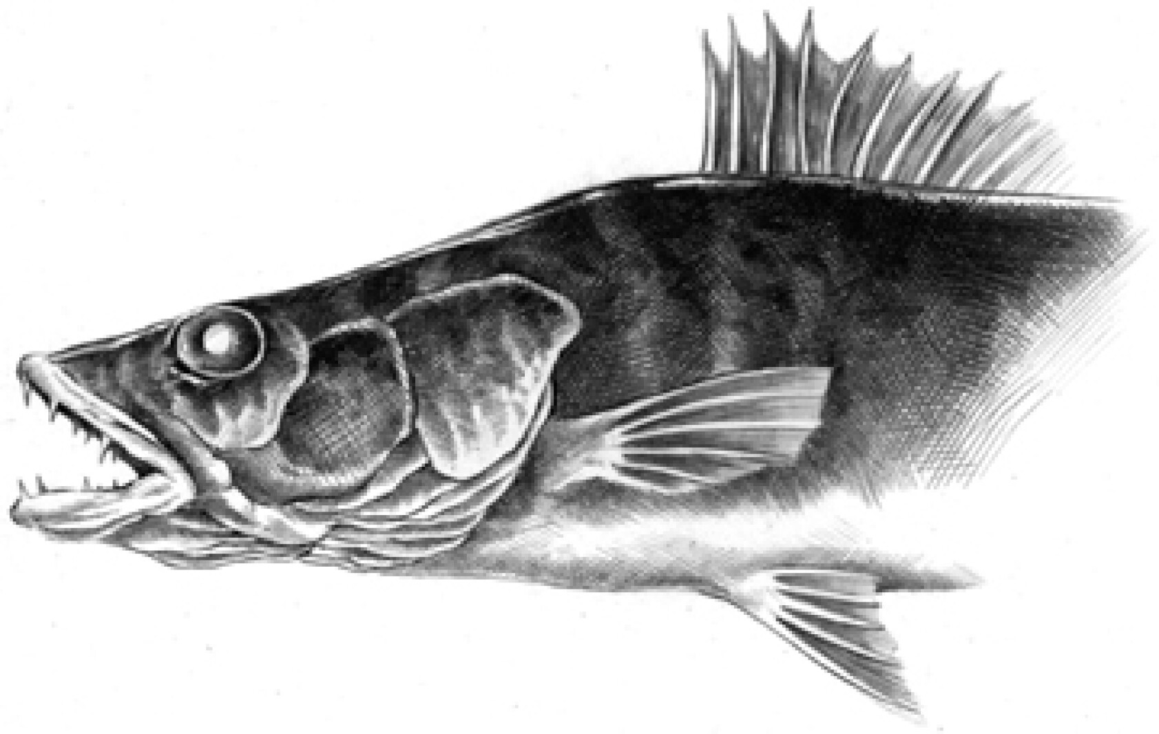 Nice Fish: 31-inch Red River walleye tops week's memorable catches ...