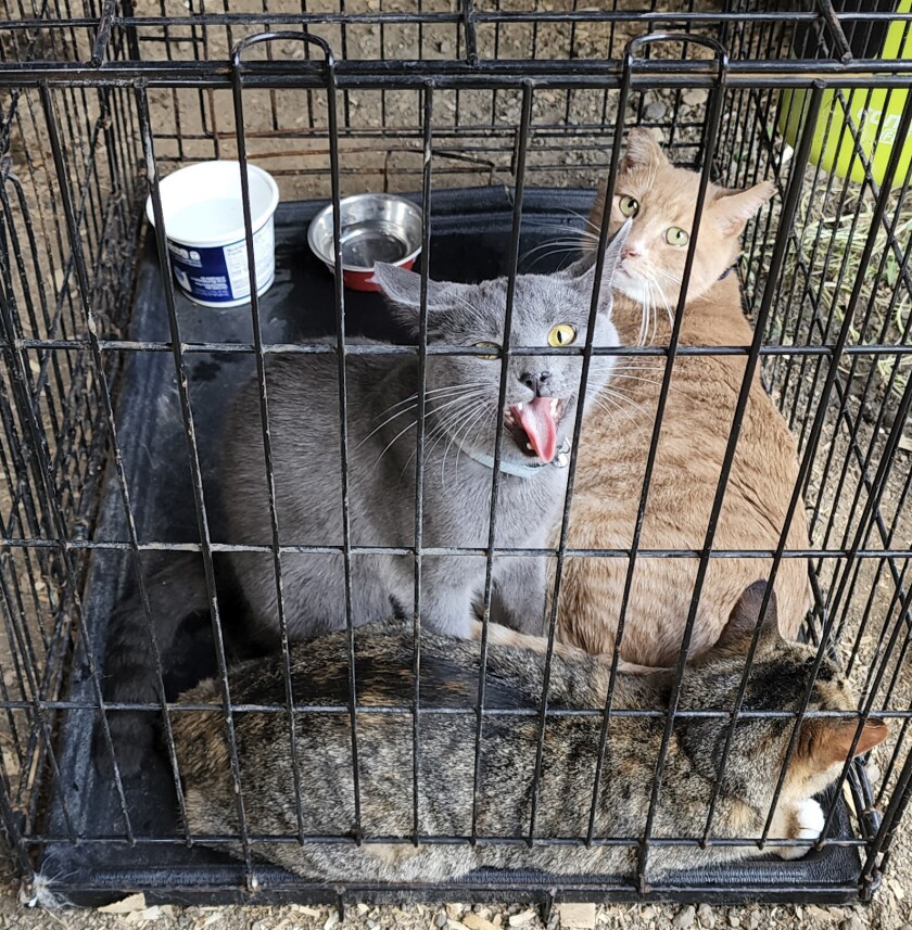 Mareah Carlson, Windom, brought three cats to the competition to the Household Cat & Kitten Show on Wednesday, Aug. 10, 2022, during the Cottonwood County Fair.