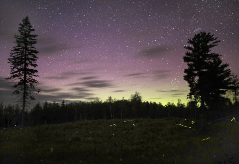 Aurora and fireflies