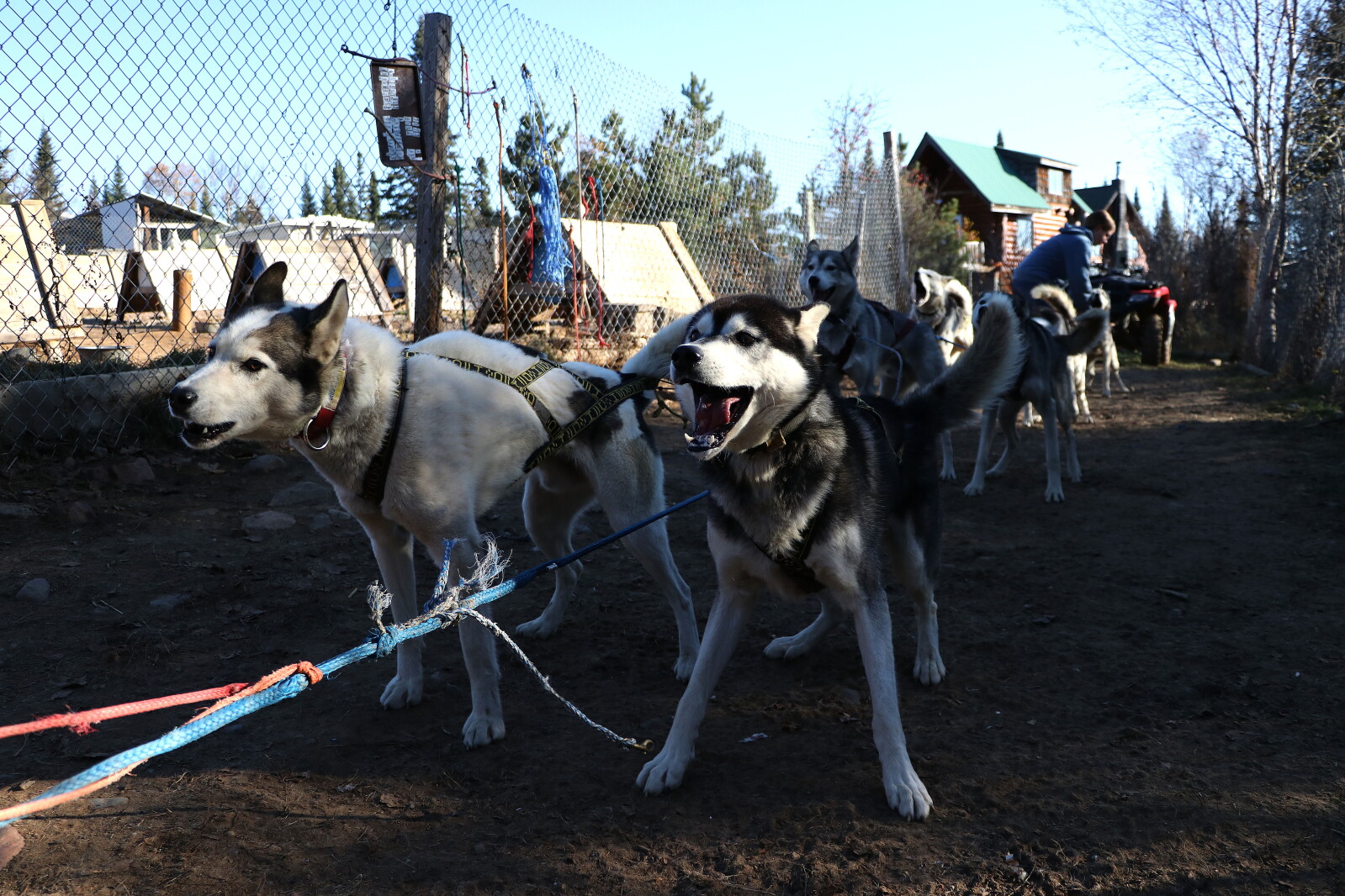 Ss Led Dogs Sled dog training begins as temperature drops in northern Minnesota ...