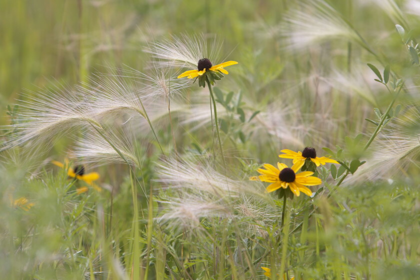 Conservation group to celebrate North Dakota's first Prairie Day with ...