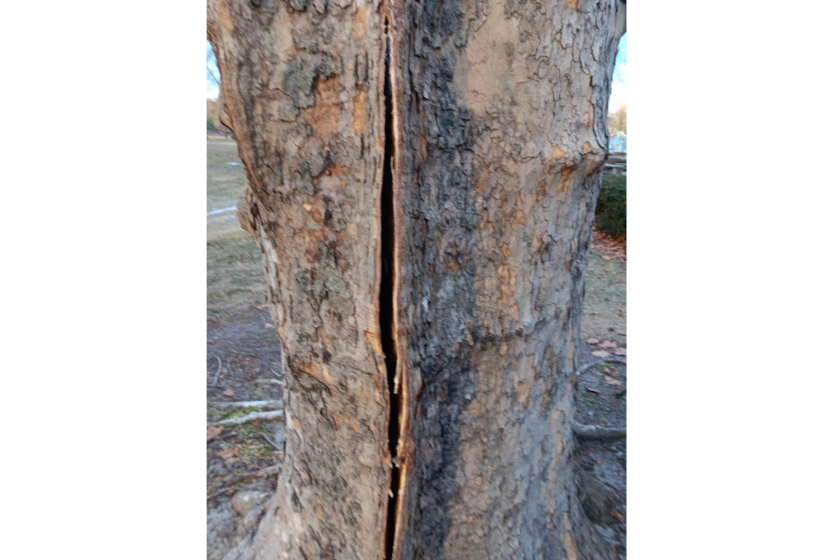 Did your tree explode yet? - InForum | Fargo, Moorhead and West Fargo ...
