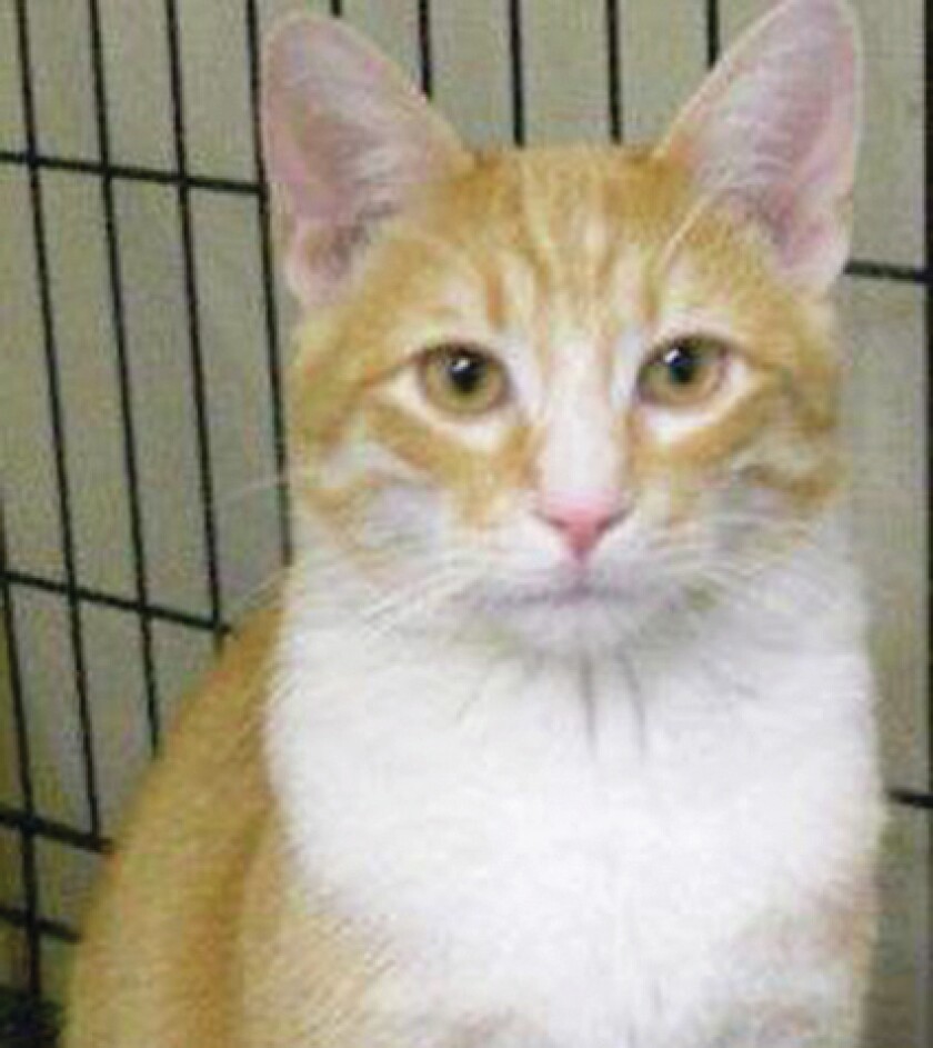 2517046+PETS_Rufus0510.jpg