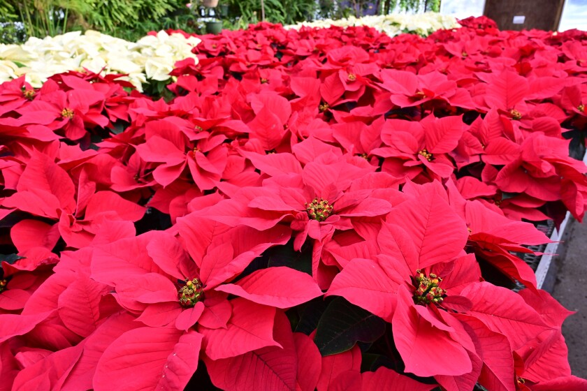 Poinsettias