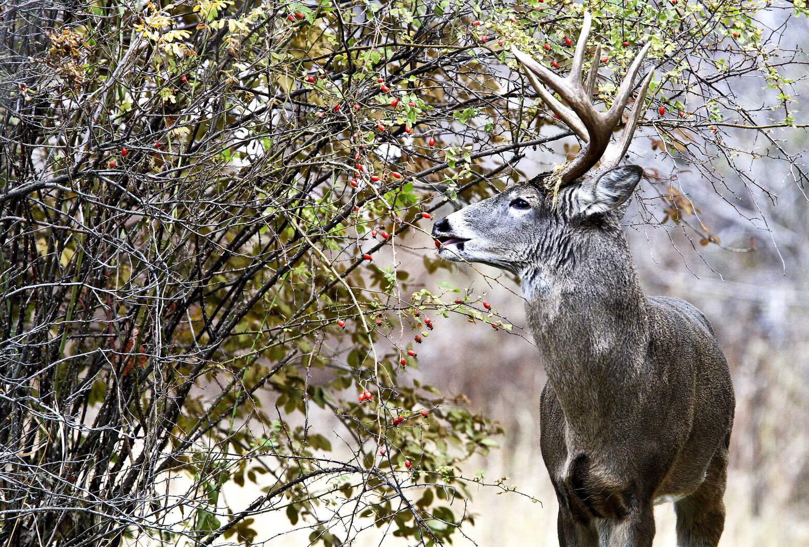 Deer Rut Minnesota Rut should be raging for Minnesota deer opener - Duluth News Tribune ...