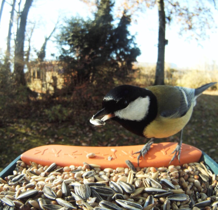 A colorful bird picks up a seed in its beak at a birdfeeder
