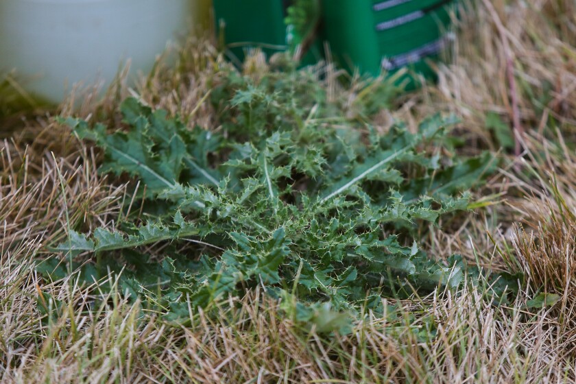 Got hard-to-kill weeds? Fall is best time to control - InForum | Fargo ...
