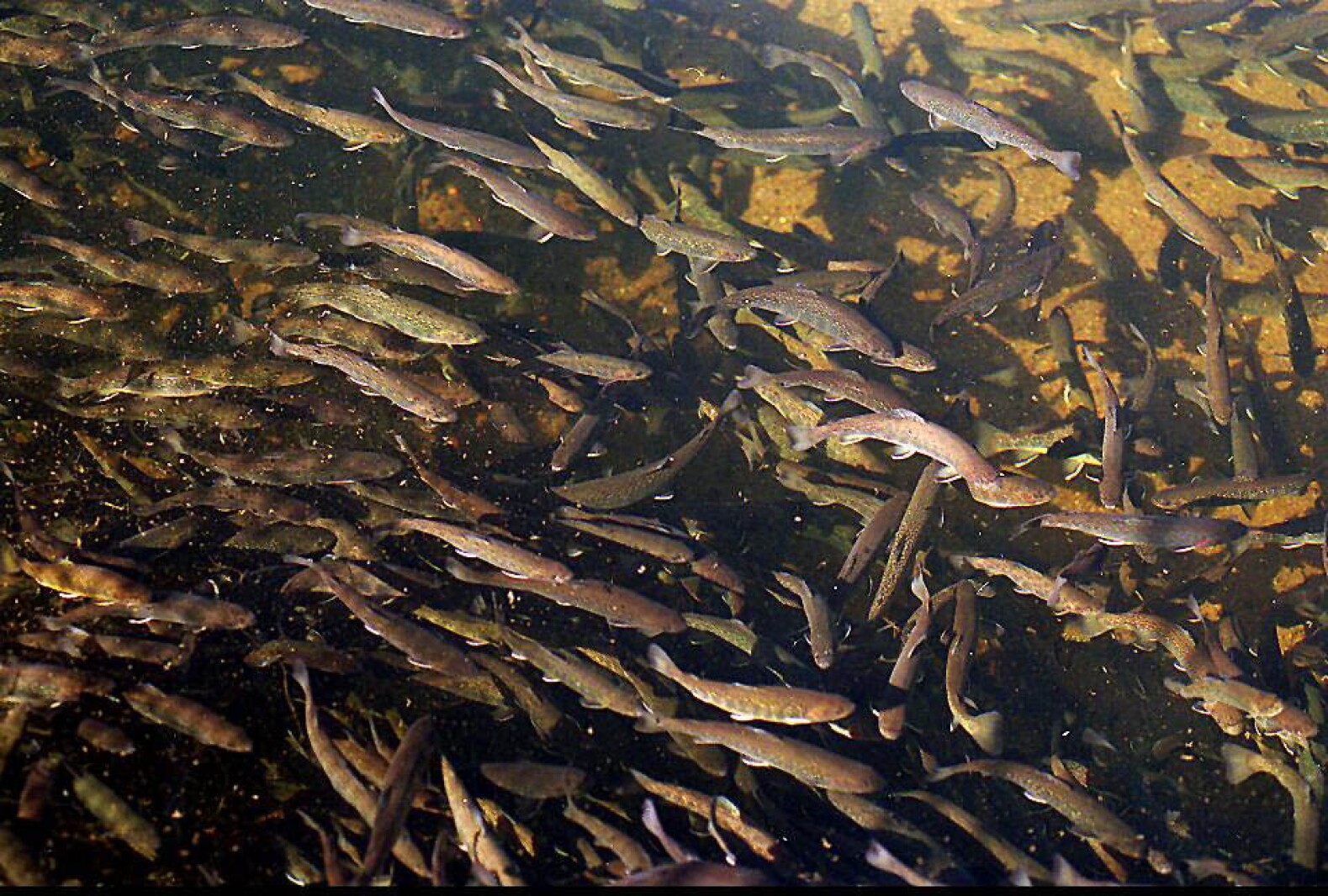 Bygones: Brule Fish Hatchery construction process started 100 years ago