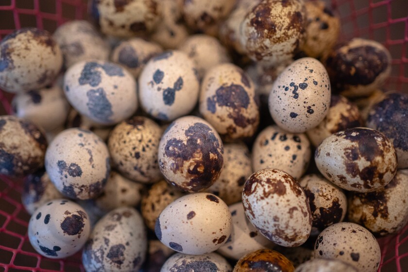 Raising quail