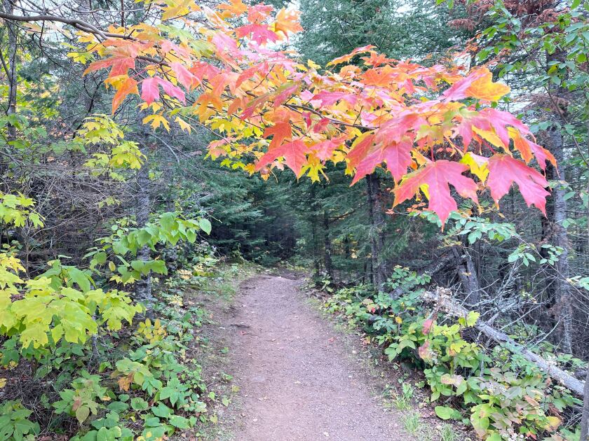 A view of a dirt trail is framed by woods on both sides, with a mix of evergreens and deciduous trees visible. Leaf colors range from bright green on the left to bright red above.