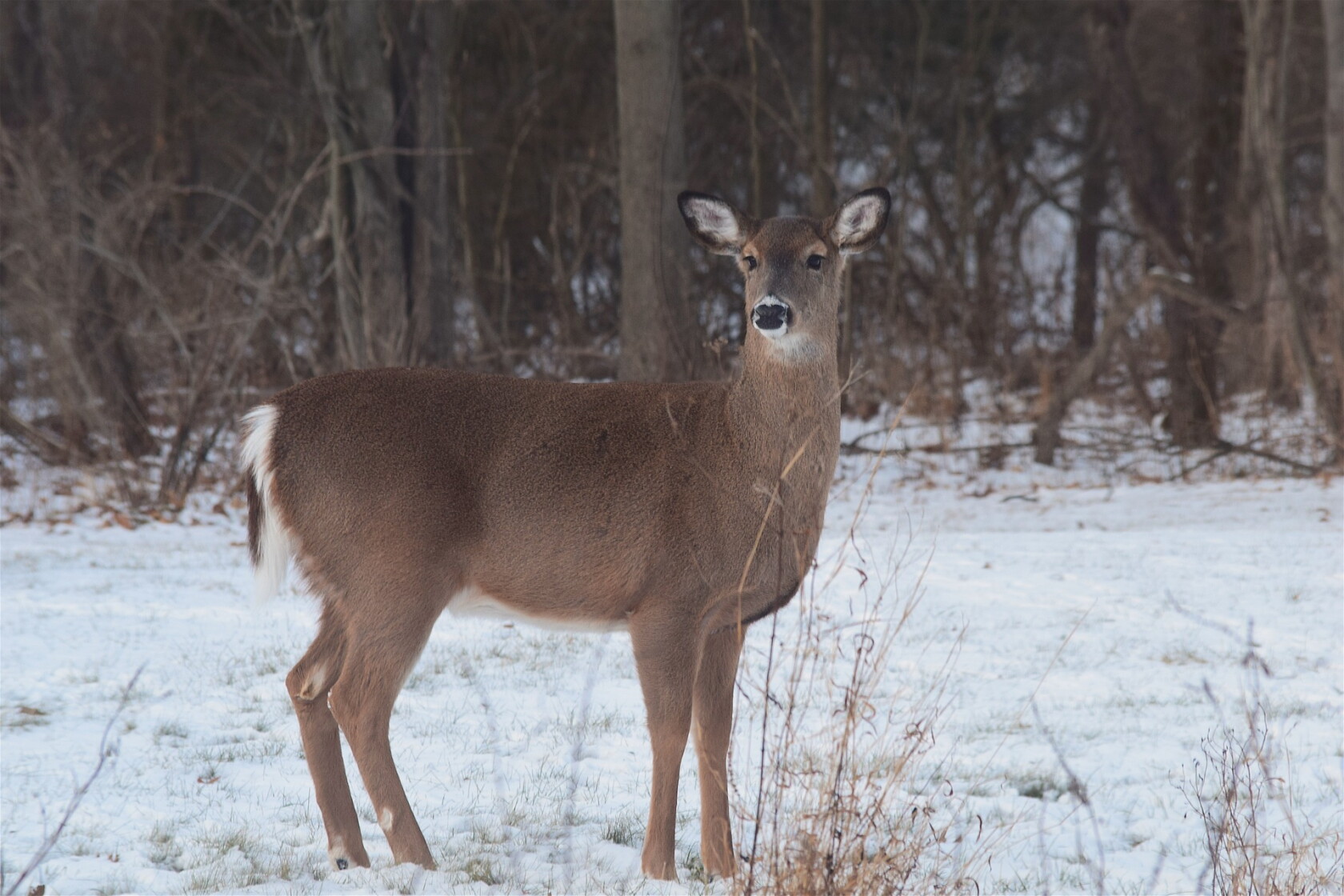 Column How Do Animals Survive Winter In Northern Minnesota Column how do animals survive winter in northern minnesota