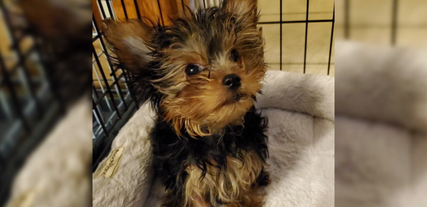 4 Luv of Dog rescue seeks help paying vet bills after difficult