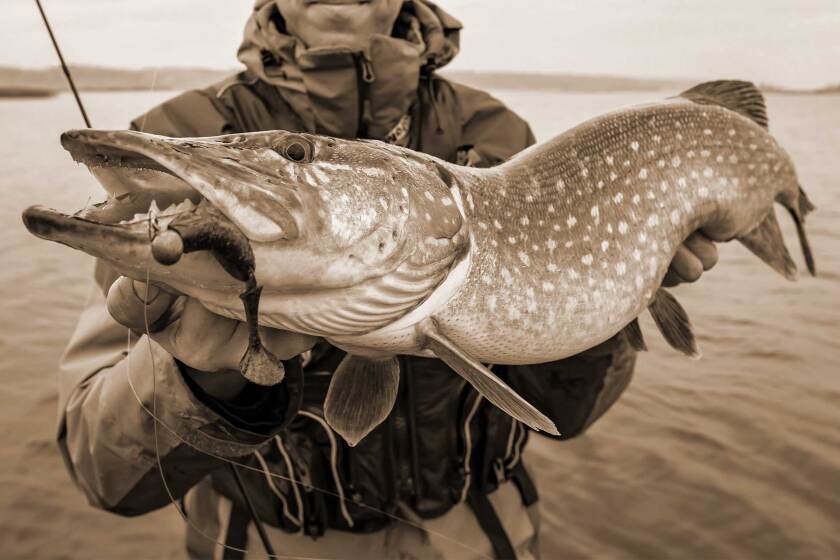082022-last-windrow-muskie-catch.jpg