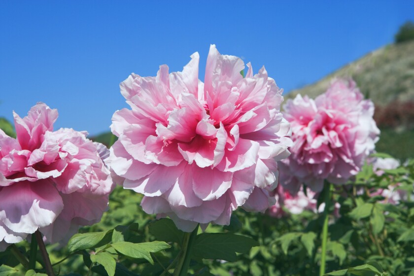 September is the optimal month for taking care of peony tasks that will result in beautifully blooming plants in the late spring and early summer. Thinkstock / Special to The Forum