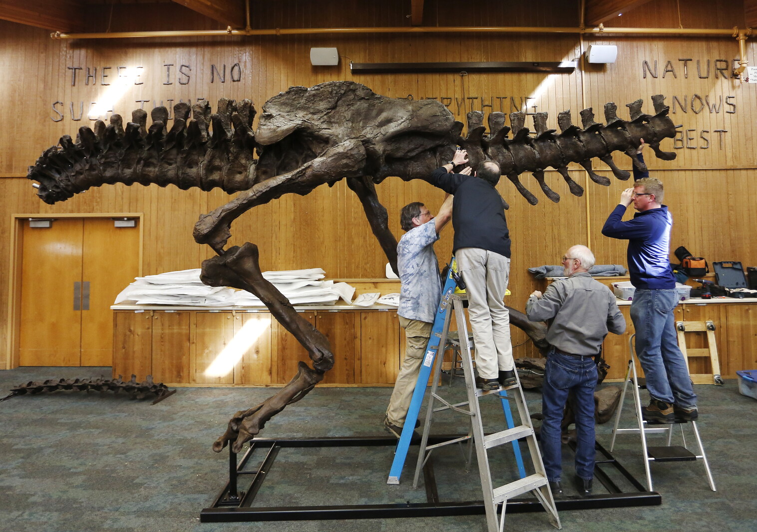 T Rex Building Post Photos: T. rex build at Quarry Hill Nature Center - Post Bulletin ...