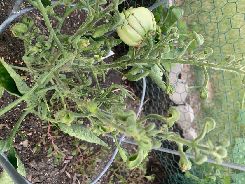 Tomato plant severely damaged by herbicides.jpg